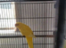 Buttercup Kakarikis