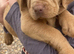 Kc reg Labrador puppy’s for sale Solihull