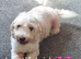 Cavapoochon