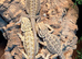 Bearded dragons