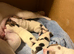 French Bulldog x Jack Russell puppies