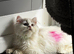 British Shorthair Kittens - Tica Registered