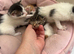 Beautiful really social kittens used to kids and dogs