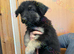 Ready now Stunning kc reg German shepherd pups