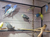 Beautiful budgies for sale