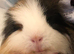2 silly tame male swiss Guinea pigs