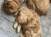 Maltipoo puppies!!
