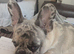 Beautiful merle colour male different colour eyes for stud