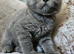 British blue shorthairs LAST 3 LEFT