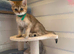 BSH Kittens Rare to UK Shaded colours