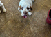 New homes wanted for Kc Clumber Spaniels