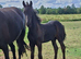 Outstanding Friesian Colt