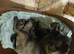 Puppy's