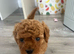 Very RARE pocket sized Asian poodle x cavapoo puppies