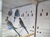Young Split Blackface Budgies