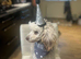 Toy KC reg Poodle (Stud) not for sale