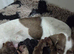 Beautiful KC Registered Dachshund Puppy Available
