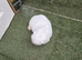 Bichon Maltese For Sale