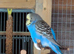 2 young adult budgies