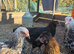 Olive Eggers hens