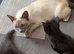 Ragamese cross kittens