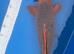 JAPANESE KOI Matsuba