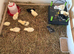 Hybrid baby chicks (HENS)