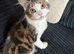 Gorgeous Female kitten