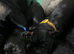 Girl Daniff Puppies. Great Dane x Mastiff