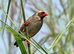 WEAVERBIRDS (Ploceidae)
