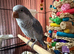 Tame Blue Quaker for sale