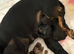 2x miniature dachshund puppies