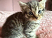 Beautiful kittens 8 weeks