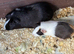 1 Female Guinea pig for sale!