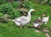 Geese for sale