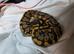 Baby ball pythons