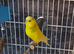 2 budgies