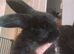 2 hand reared mini lop x babies