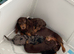 Kc long haired miniature dachshund