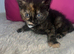 5 beautiful kittens ready to go