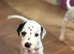 Beautiful Dalmatian puppies