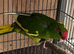 Baby kakarikis