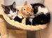 4 BLACK & WHITE KITTENS !!! ( NO GINGERS LEFT)