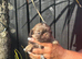 4 tiny imperial shitzu babies kardashi lines