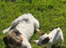 Jack Russell