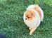 Pomeranian puppies