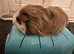 Female guinea pig available