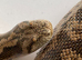 RUSSIAN BROWN SAND BOA