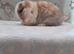 Beautiful mini lop rabbits