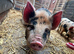 5 month old Kune Kune Weaners. 2 Boys and 2 Girls Ready To Leave NOW!
